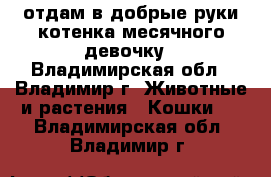 отдам в добрые руки котенка месячного девочку - Владимирская обл., Владимир г. Животные и растения » Кошки   . Владимирская обл.,Владимир г.